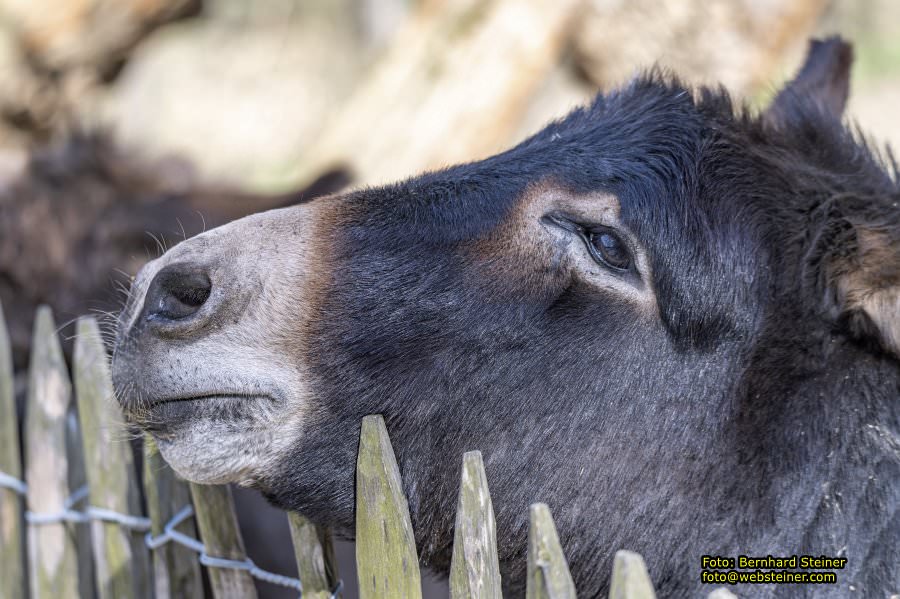 Tierpark Stadt Haag, Mrz 2023
