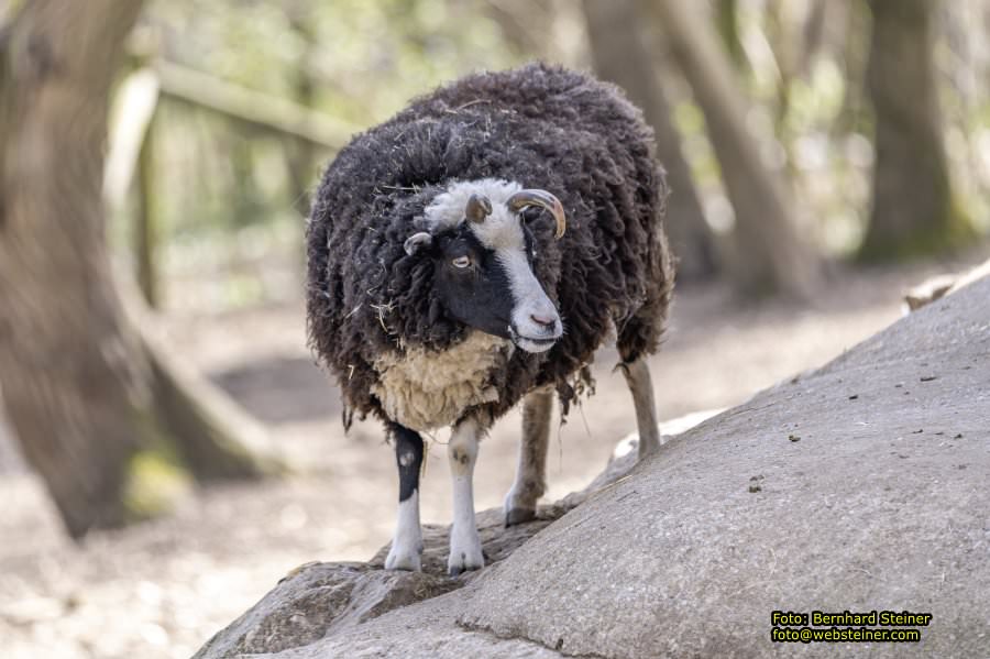 Tierpark Stadt Haag, Mrz 2023