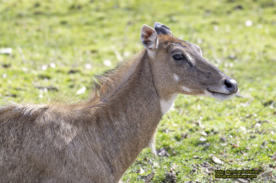 Tierpark Stadt Haag, Mrz 2023
