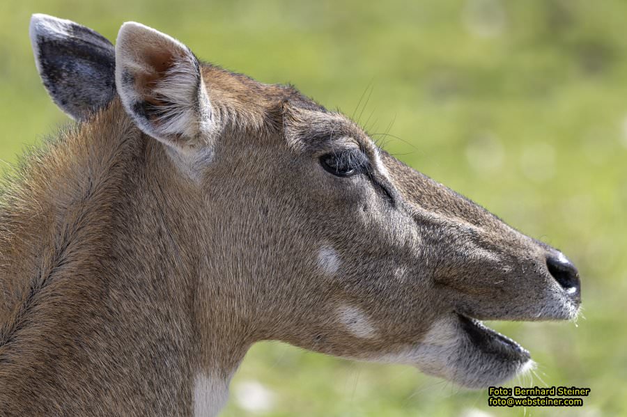Tierpark Stadt Haag, Mrz 2023