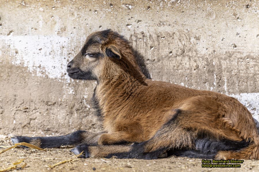Tierpark Stadt Haag, Mrz 2023