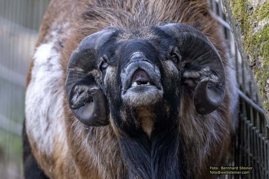 Tierpark Stadt Haag, Mrz 2023