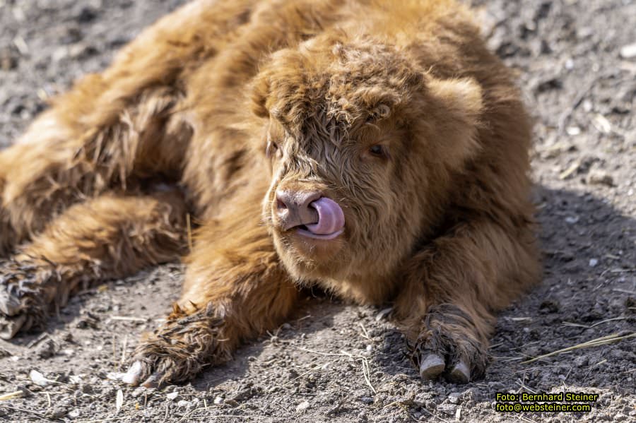 Tierpark Stadt Haag, Mrz 2023