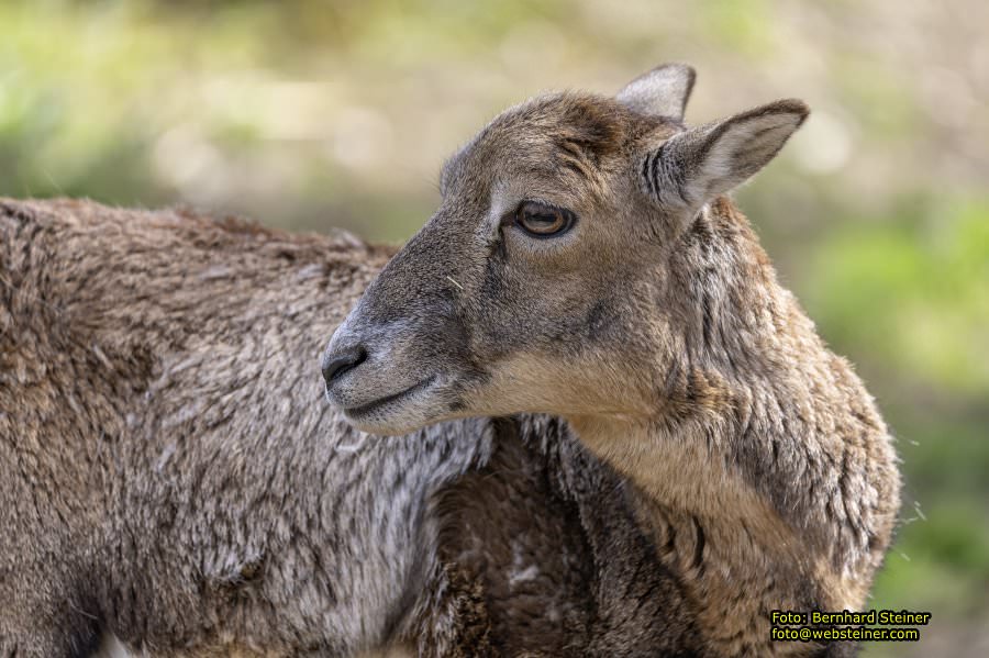 Tierpark Stadt Haag, Mrz 2023