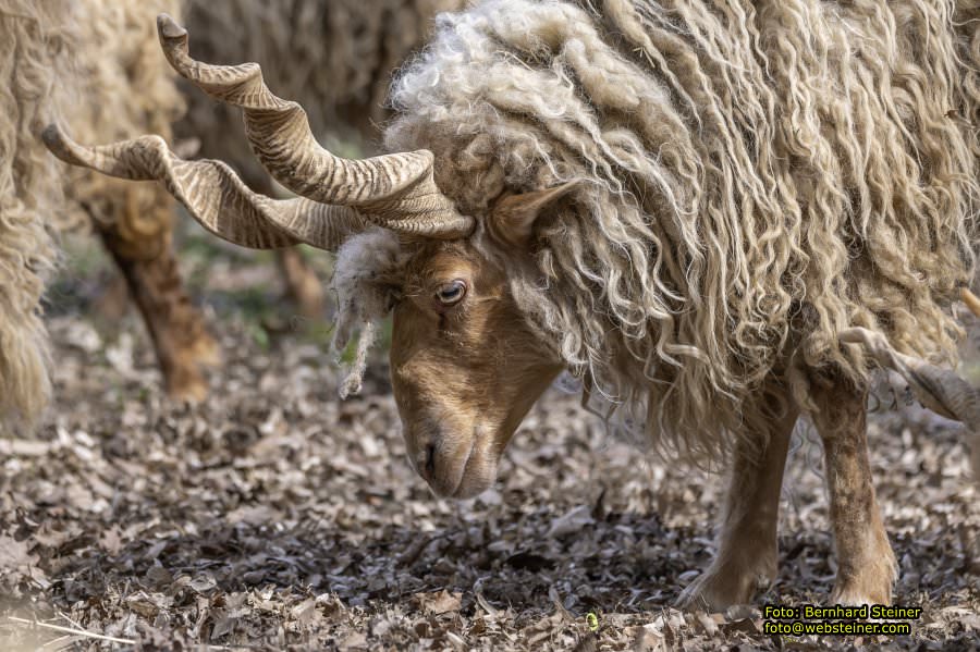 Tierpark Stadt Haag, Mrz 2023