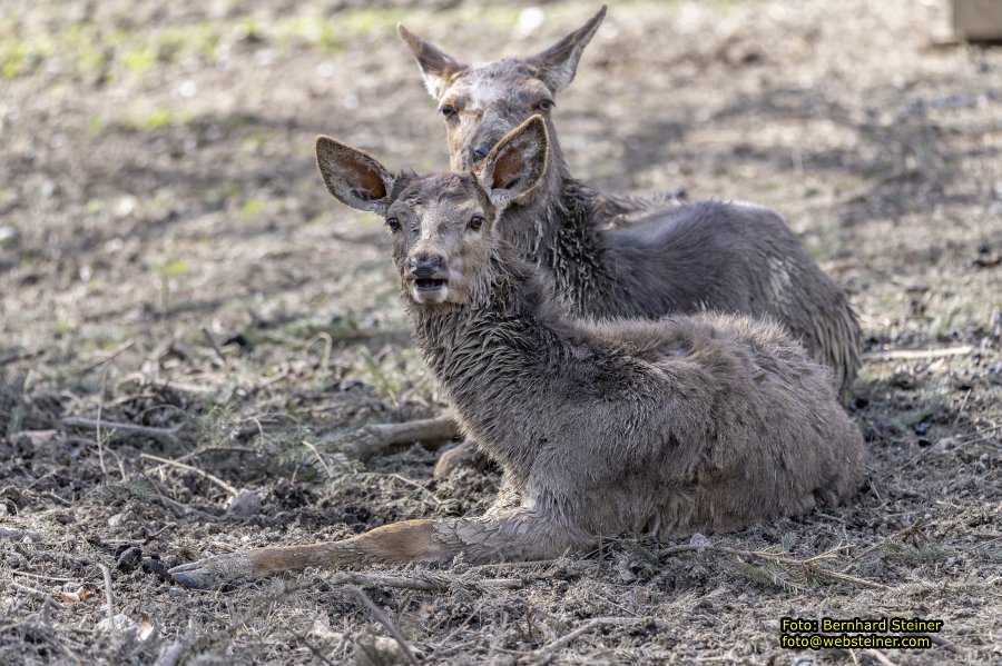 Tierpark Stadt Haag, Mrz 2023