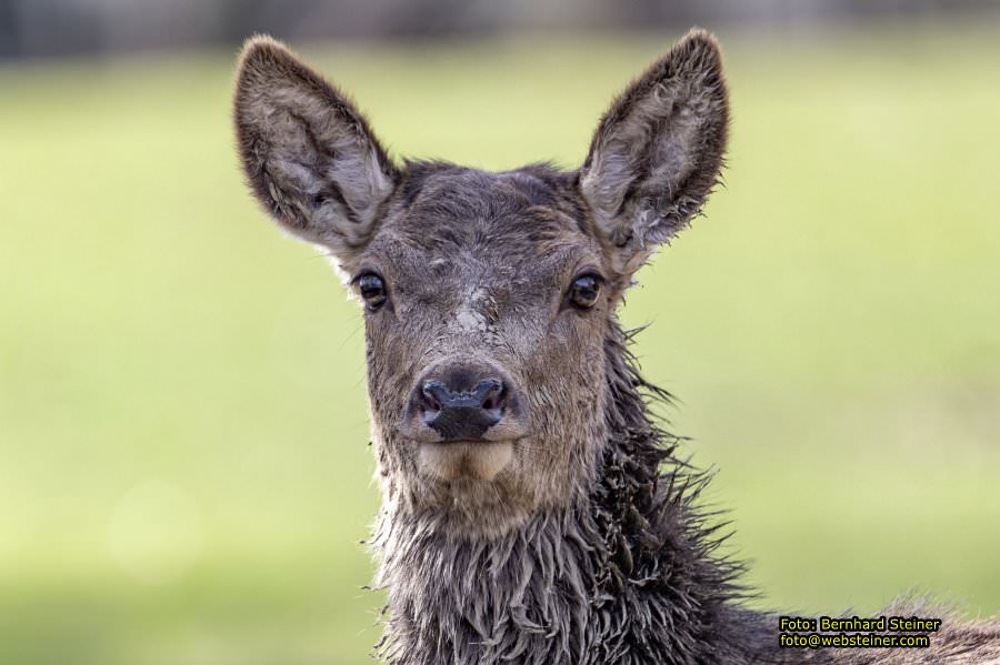 Tierpark Stadt Haag, Mrz 2023