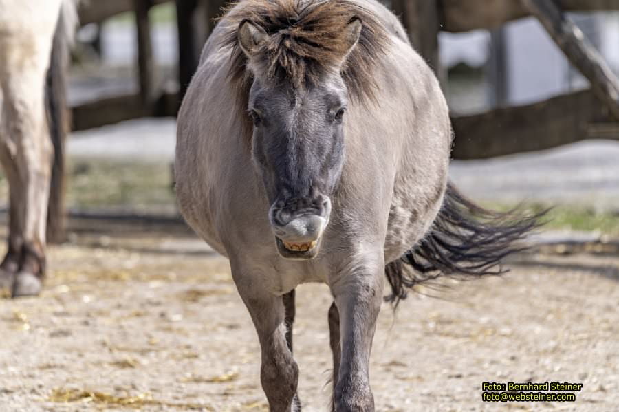 Tierpark Stadt Haag, Mrz 2023
