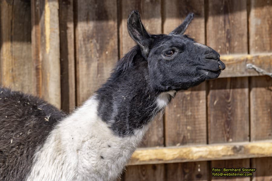 Tierpark Stadt Haag, Mrz 2023