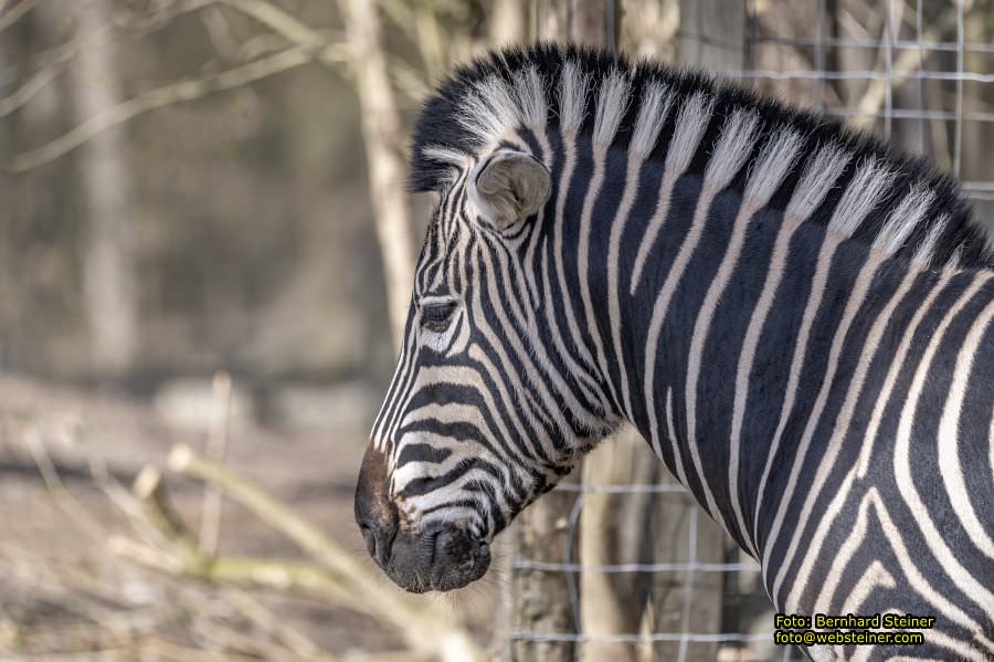 Tierpark Stadt Haag, Mrz 2023