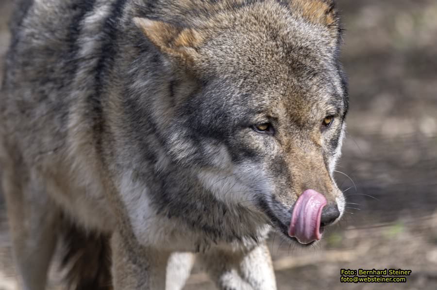 Tierpark Stadt Haag, Mrz 2023