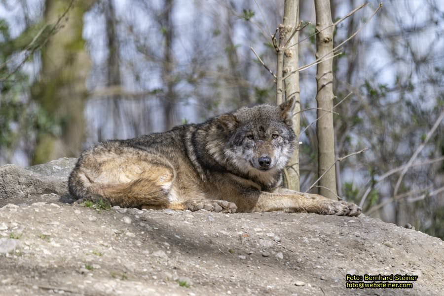 Tierpark Stadt Haag, Mrz 2023