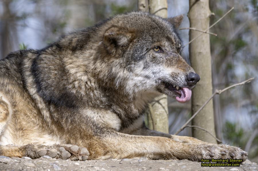 Tierpark Stadt Haag, Mrz 2023