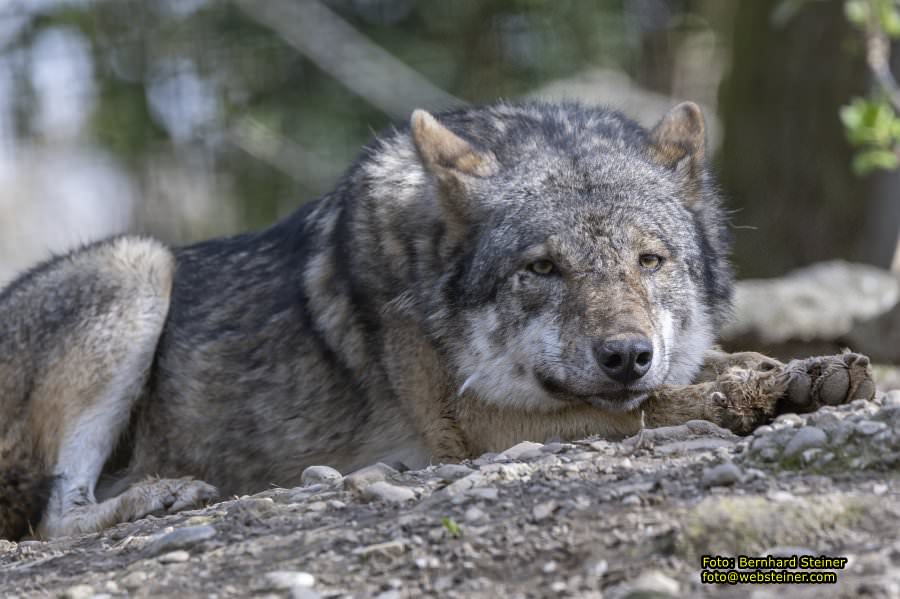 Tierpark Stadt Haag, Mrz 2023