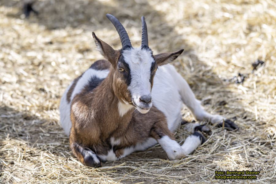 Tierpark Stadt Haag, Mrz 2023