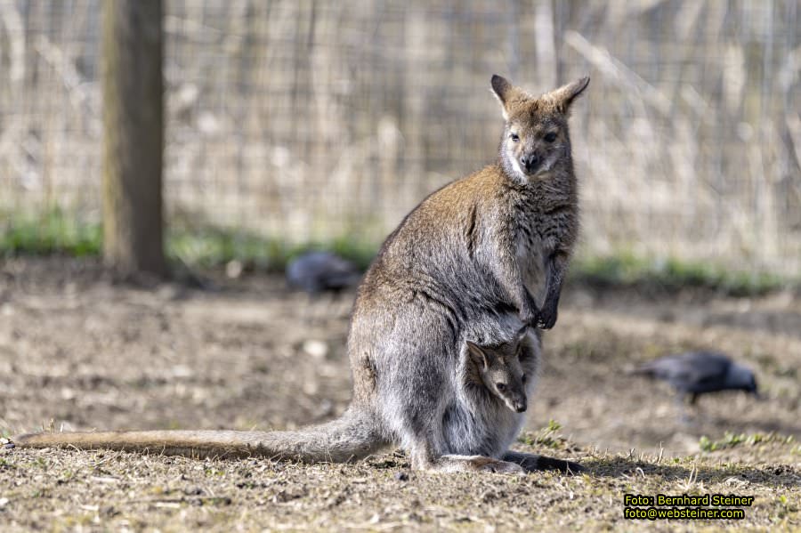 Tierpark Stadt Haag, Mrz 2023