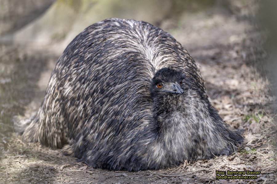Tierpark Stadt Haag, Mrz 2023