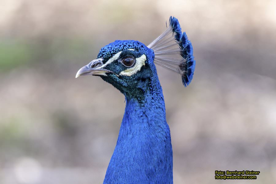 Tierpark Stadt Haag, Mrz 2023