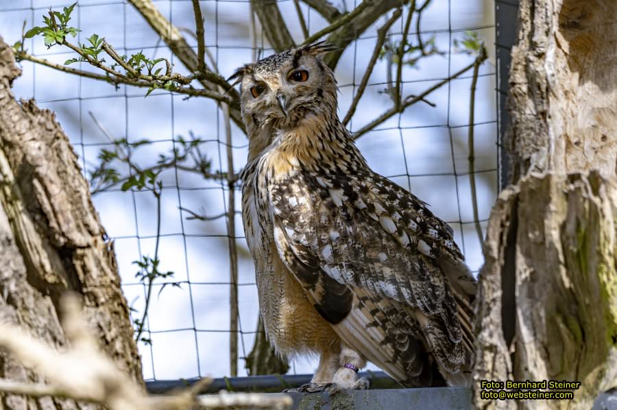 Tierpark Stadt Haag, Mrz 2023