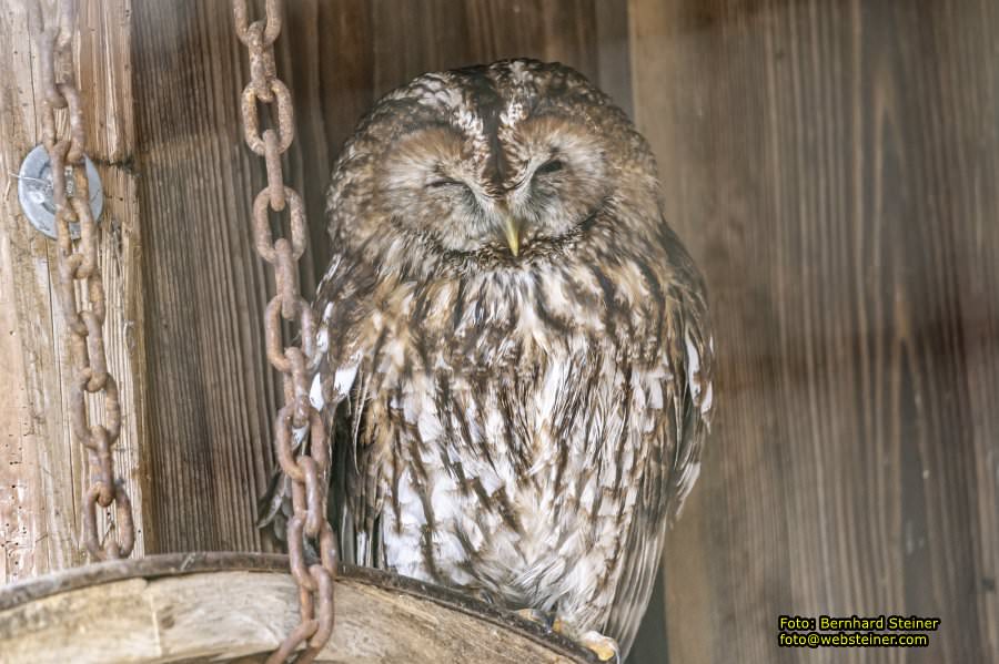 Tierpark Stadt Haag, Mrz 2023