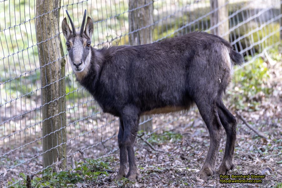Tierpark Stadt Haag, Mrz 2023