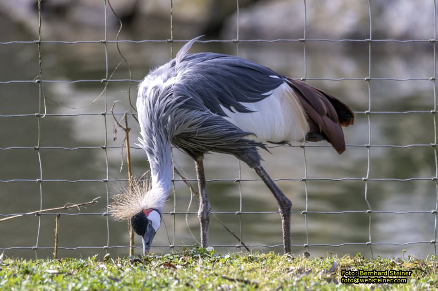 Tierpark Stadt Haag, Mrz 2023