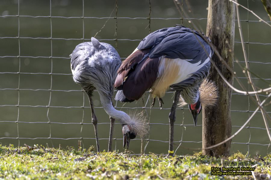 Tierpark Stadt Haag, Mrz 2023