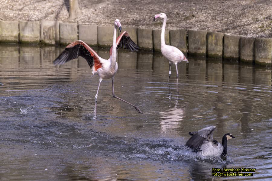 Tierpark Stadt Haag, Mrz 2023