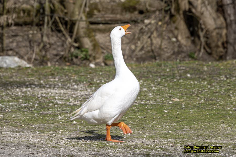 Tierpark Stadt Haag, Mrz 2023