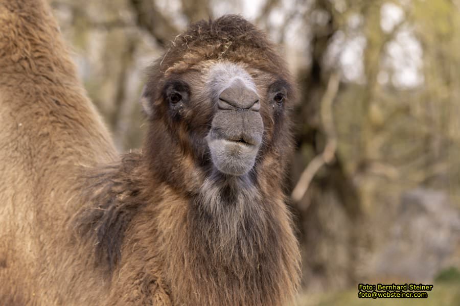 Tierpark Stadt Haag, Mrz 2023