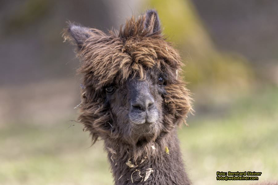 Tierpark Stadt Haag, Mrz 2023