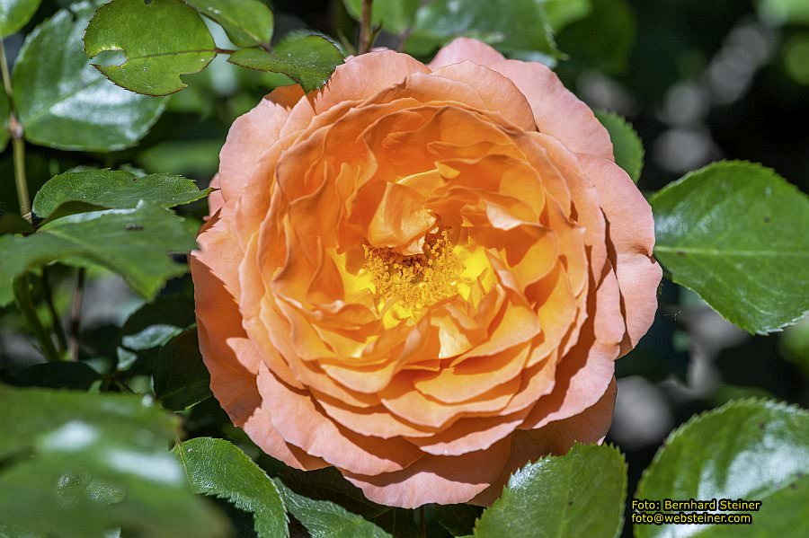 Garten Tulln an der Donau, Mai 2022