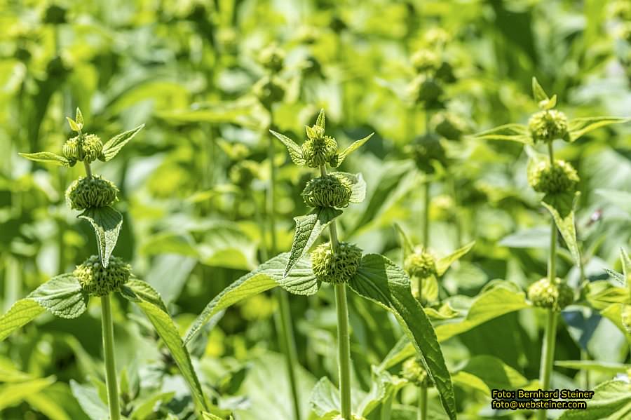 Garten Tulln an der Donau, Mai 2022