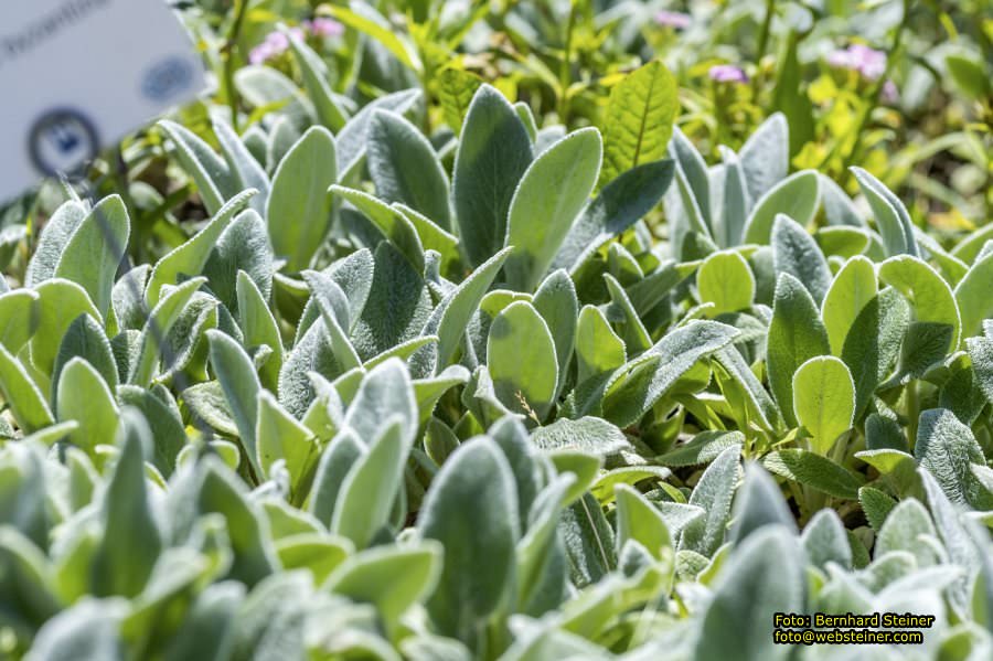 Garten Tulln an der Donau, Mai 2022