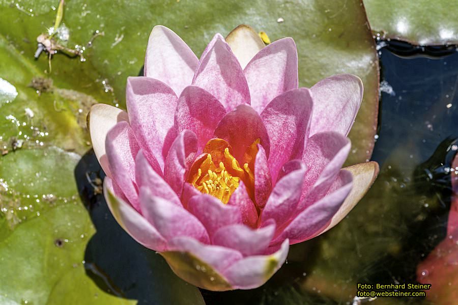 Garten Tulln an der Donau, Mai 2022