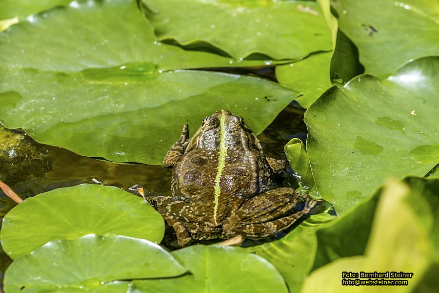 Garten Tulln an der Donau, Mai 2022