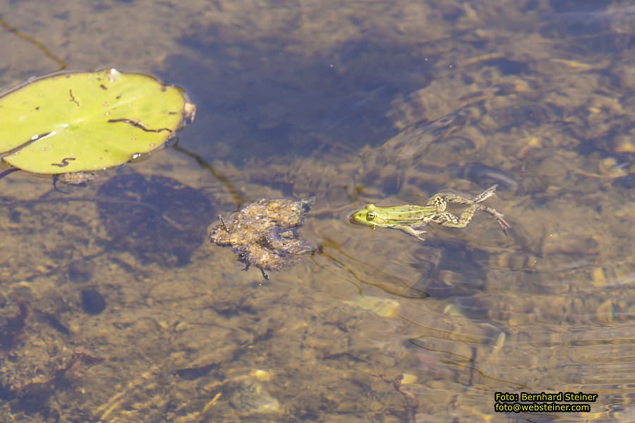 Tulln an der Donau, Juni 2023