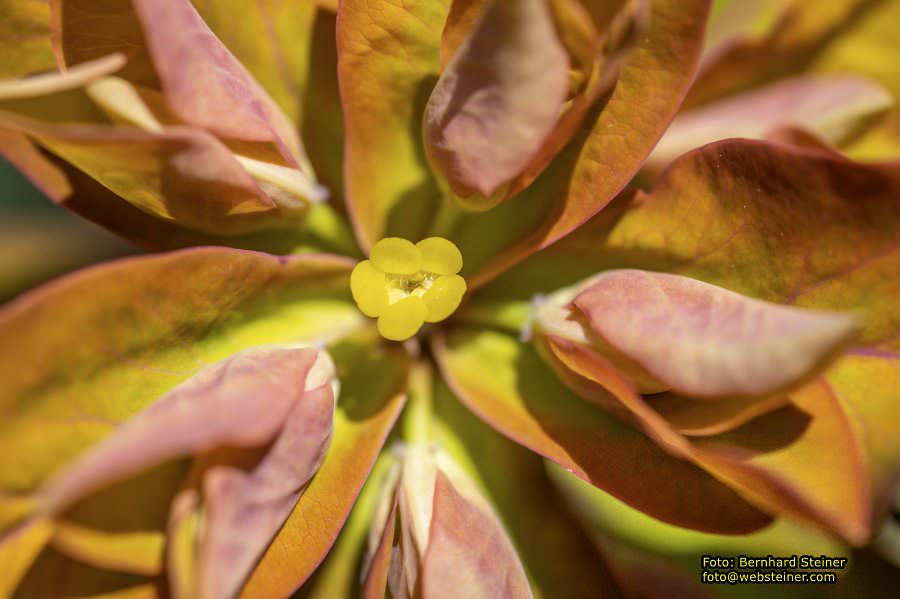 Tulln an der Donau, Juni 2023