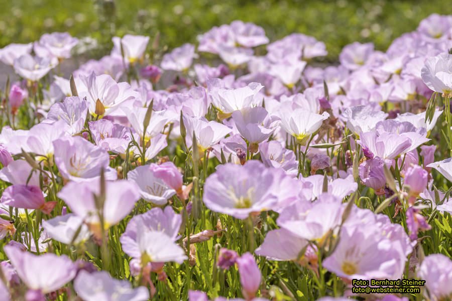 Tulln an der Donau, Juni 2023