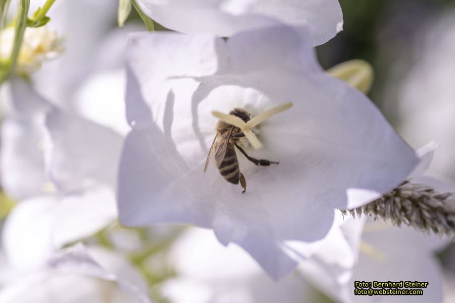 Tulln an der Donau, Juni 2023