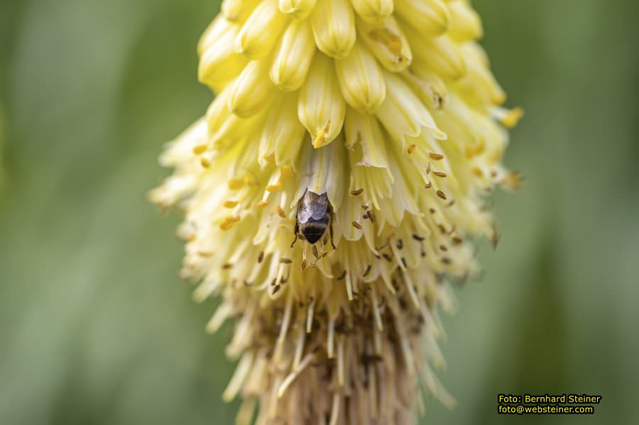 Tulln an der Donau, Juni 2023