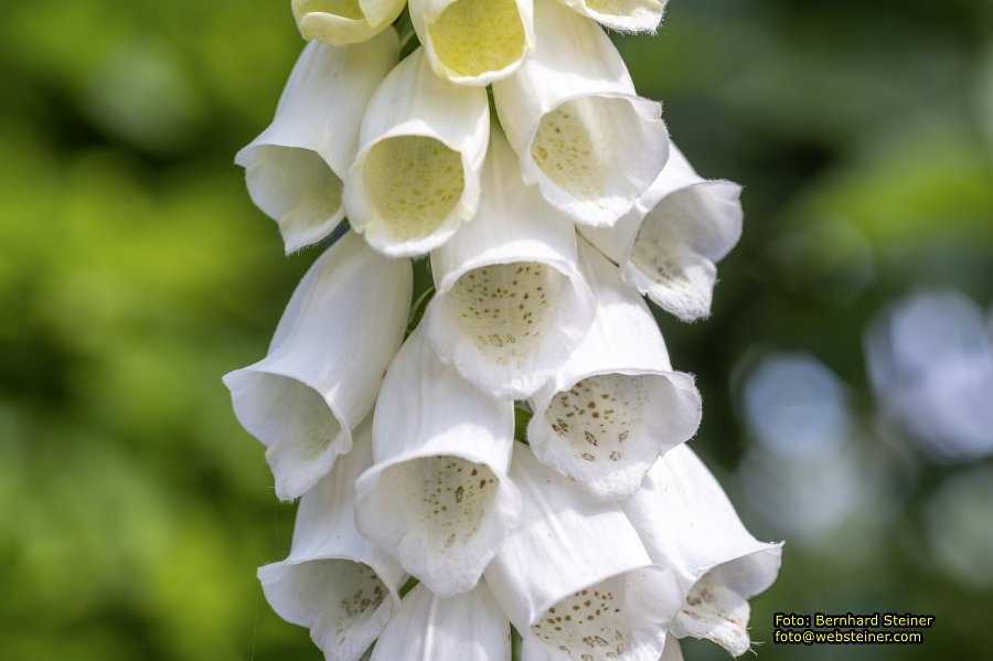 Tulln an der Donau, Juni 2023