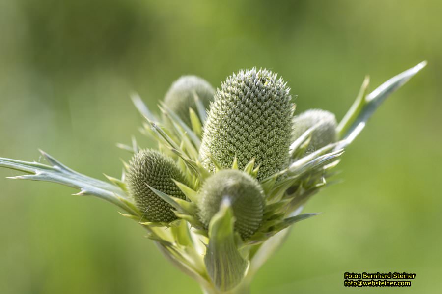 Tulln an der Donau, Juni 2023