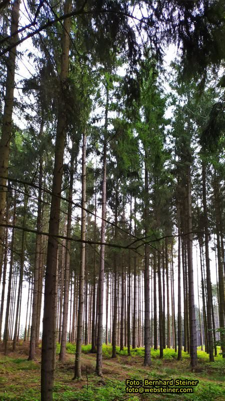 wWaldviertel in NÖ