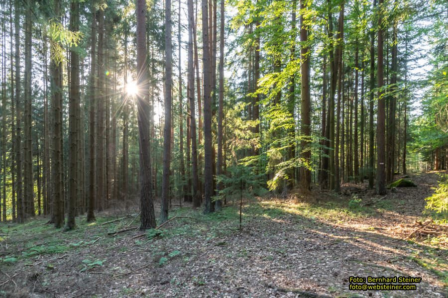 Waldviertel in NÖ