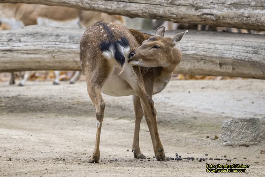 Zoo Vienna - Tiergarten Schnbrunn, Oktober 2022