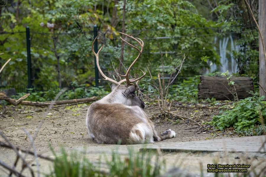 Zoo Vienna - Tiergarten Schnbrunn, Oktober 2022