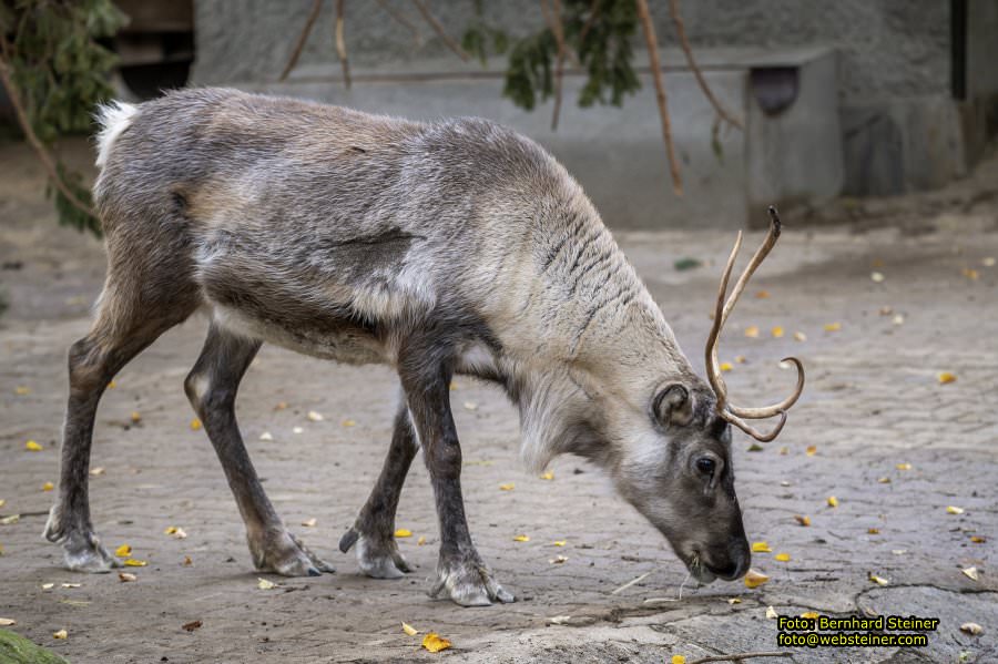 Zoo Vienna - Tiergarten Schnbrunn, Oktober 2022