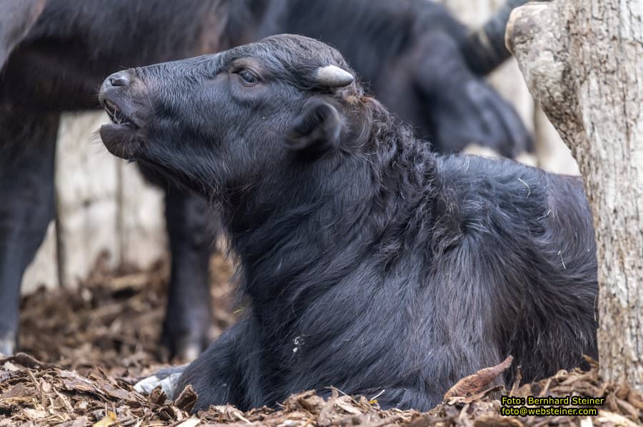 Zoo Vienna - Tiergarten Schnbrunn, Oktober 2022