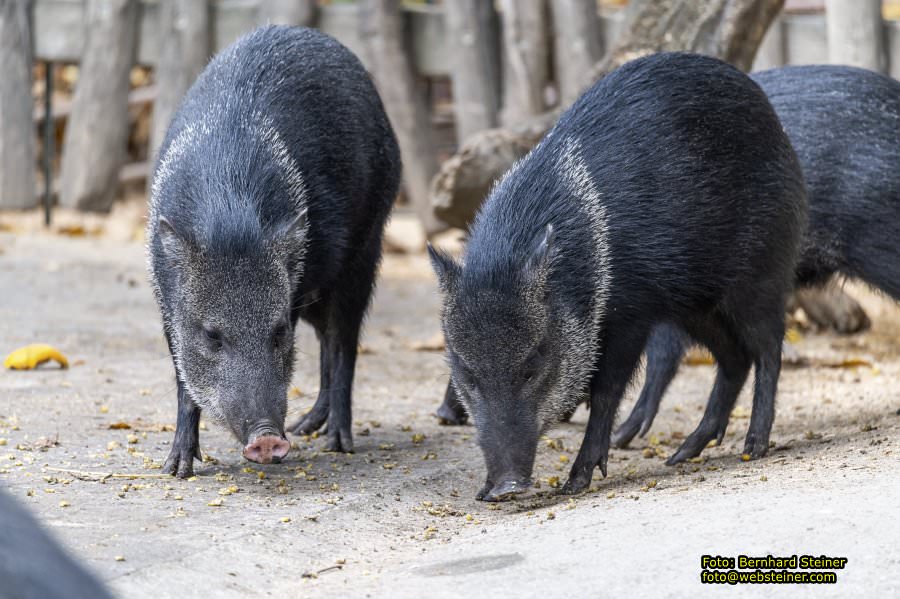 Zoo Vienna - Tiergarten Schnbrunn, Oktober 2022